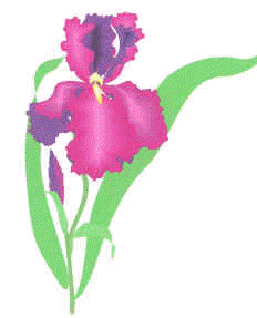 Watercolor drawing of an iris.